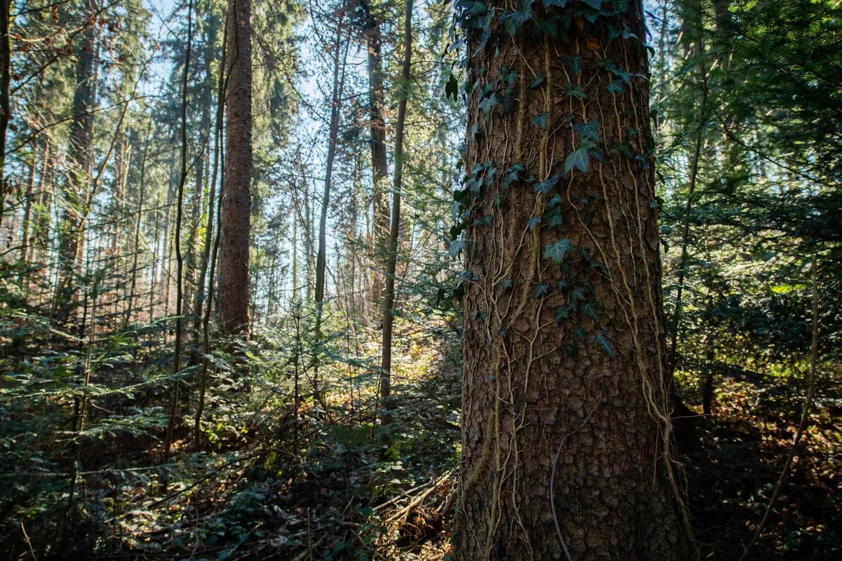 Ein Baum und Wald.
